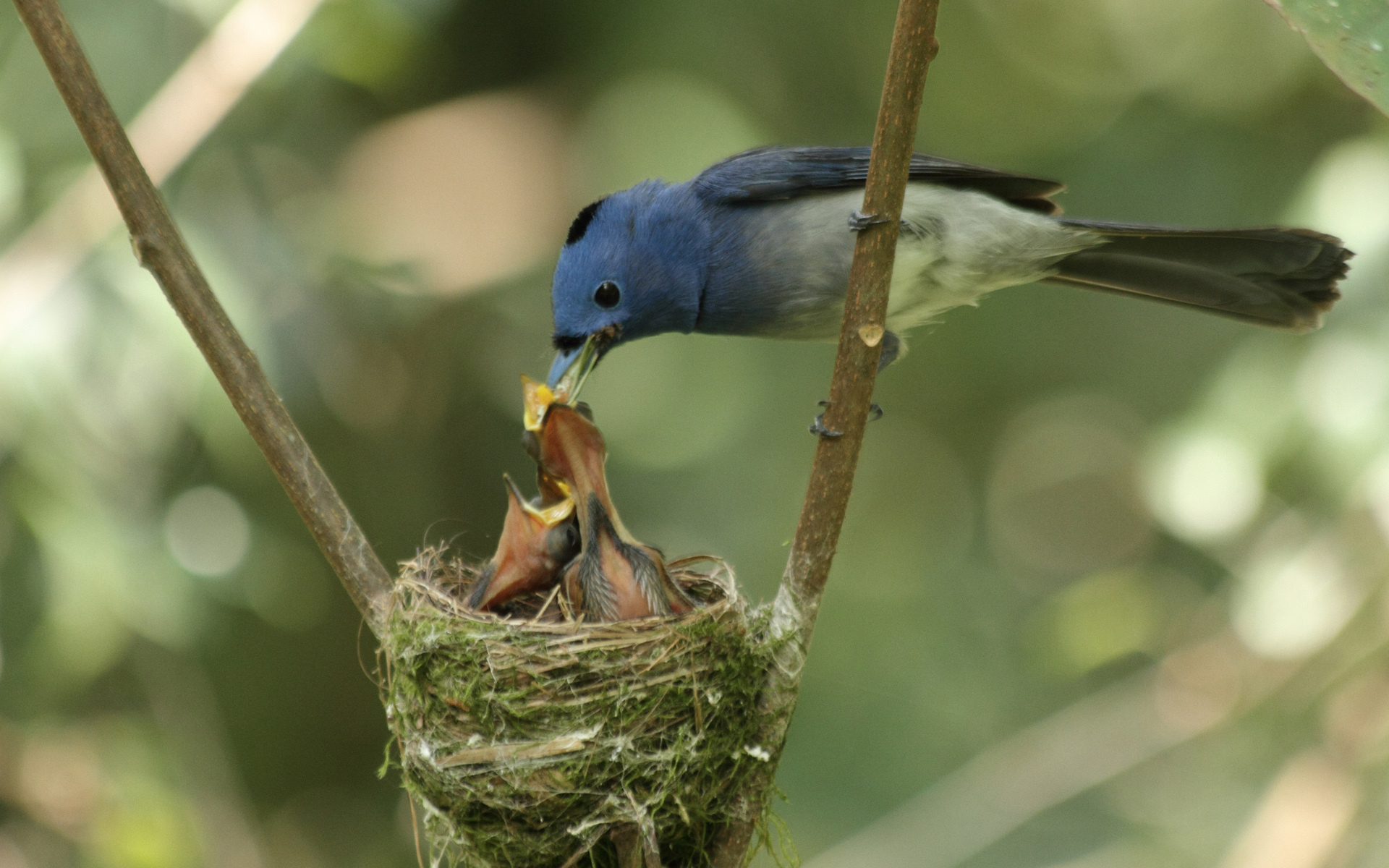 Do Birds Really Abandon their chicks if touched by humans?